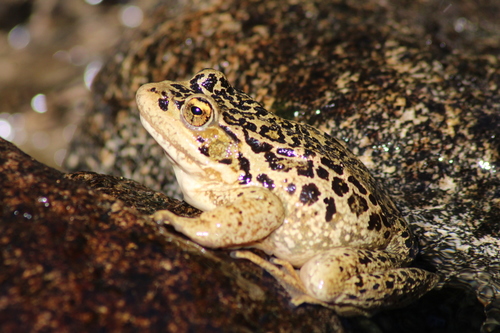 Cascades Frog