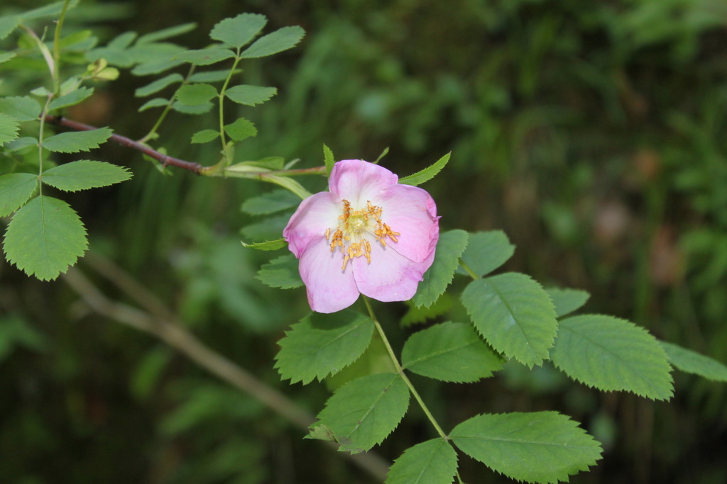 Rosa pendulina