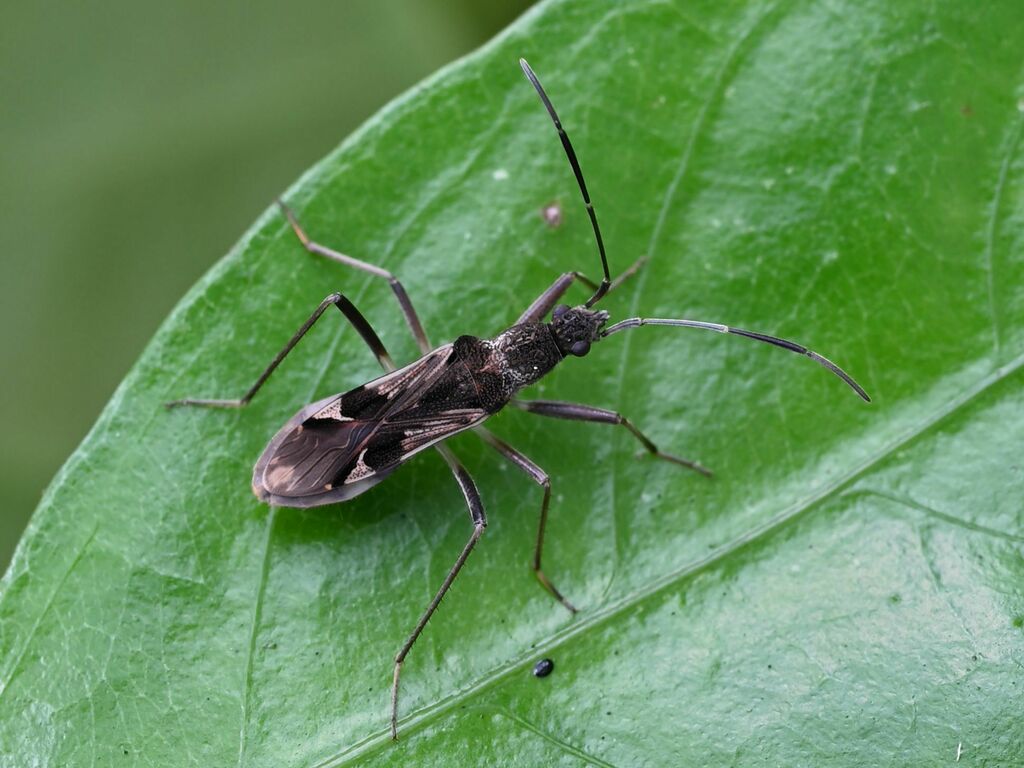 Metochus schultheissi from 中国云南省西双版纳傣族自治州勐腊县 on August 12, 2022 at 11