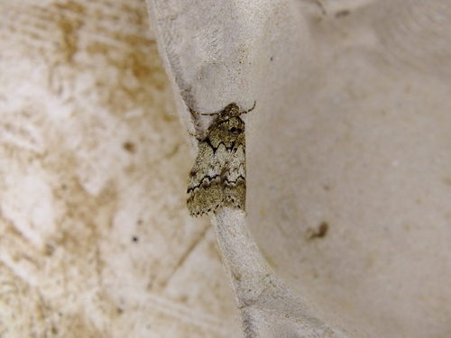 Eumannia bytinskii