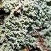 Mealy Lichens - Photo (c) Francisco Barros, all rights reserved, uploaded by Francisco Barros