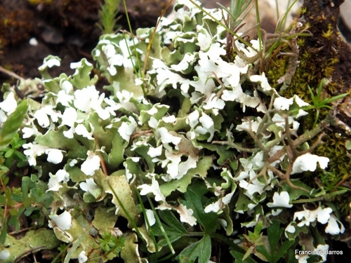 Cladonia foliacea