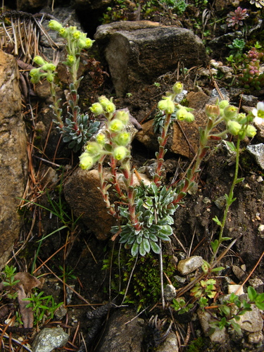 Saxifraga luteoviridis