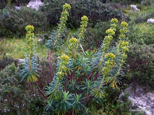 Euphorbia characias