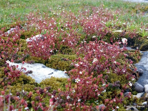 Rue-leaved Saxifrage
