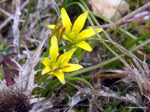 Leafy Gagea (Gagea foliosa)