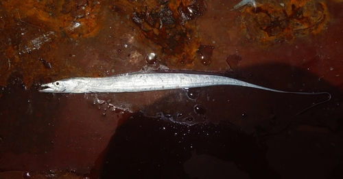 Largehead Hairtail