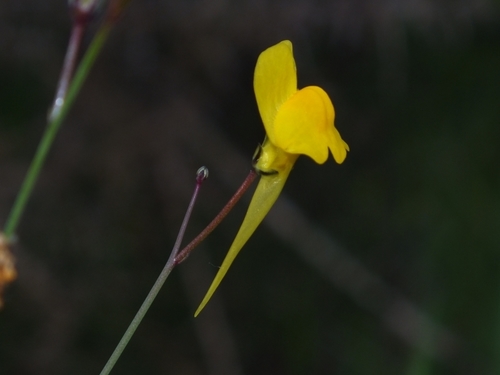 Ballast Toadflax