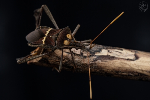Leptoglossus zonatus