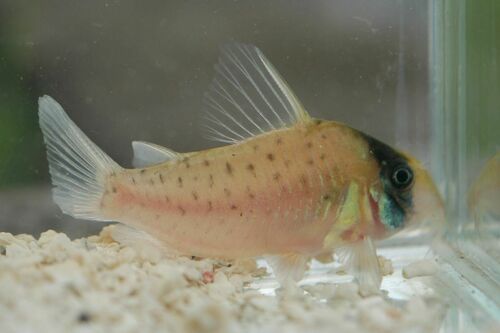 Corydoras sychri photo