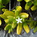 Cyclophyllum tenuipes - Photo (c) Ben Caledonia, all rights reserved, uploaded by Ben Caledonia