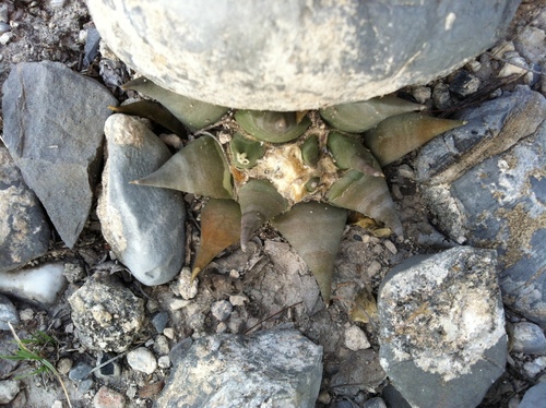 Ariocarpus retusus