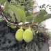 Ficus pumila pumila - Photo (c) Guan-Ru Duh, all rights reserved, uploaded by Guan-Ru Duh