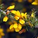 Ulex micranthus - Photo (c) Francisco Barros, all rights reserved, uploaded by Francisco Barros