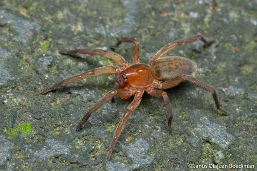 Itatsina praticola