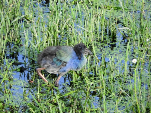 Gray-headed Swamphen