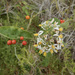 Solanum donianum - Photo 由 j-stauffer 所上傳的 (c) j-stauffer，保留所有權利
