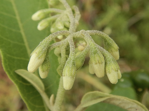 mullein nightshade