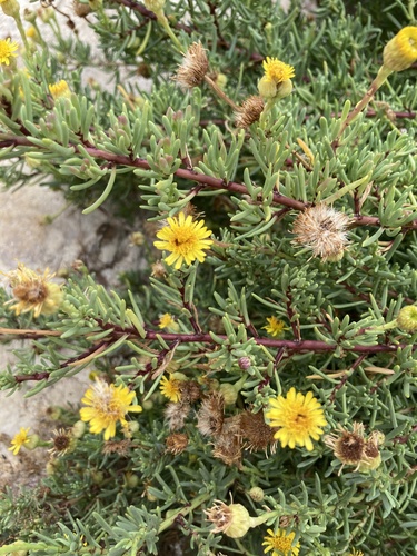 Golden Samphire