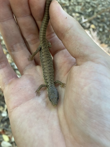 iNaturalist observation photo of Northern Alligator Lizard