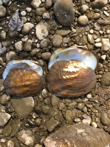 Three-ridge Mussel
