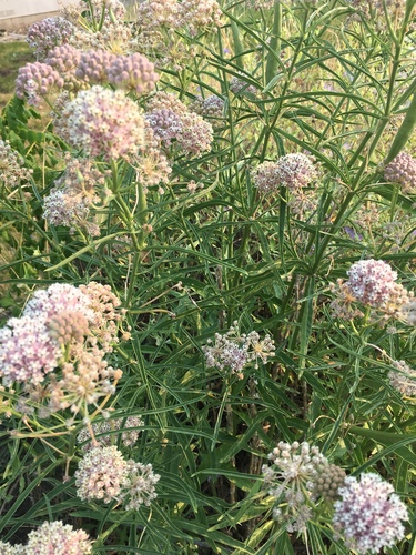 narrowleaf milkweed