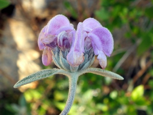 Purple Lampwick