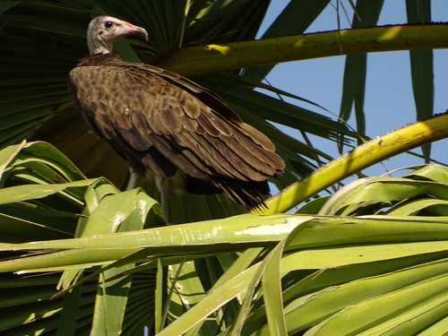 Hooded Vulture