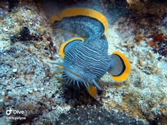 Splendid toadfish