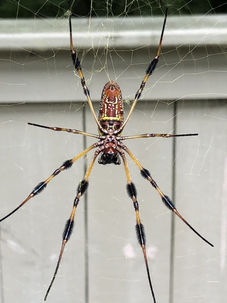 Golden Silk Spider from Hawthorne Cove NE, Atlanta, GA, US on August 13 ...