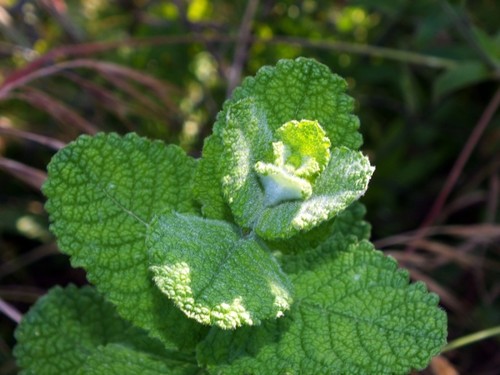 Apple Mint