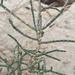 Haloxylon salicornicum - Photo (c) Drew Gardner, todos os direitos reservados, uploaded by Drew Gardner