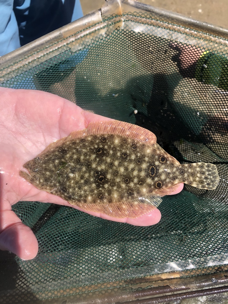 Summer Flounder from Bay Ave, Lewes, DE, US on August 13, 2022 at 0236