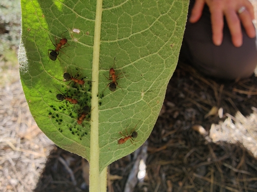 iNaturalist observation photo of integra-group Field and Mound Ants
