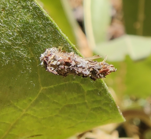 iNaturalist observation photo of Bagworms, Clothes Moths, and Allies