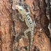 Banded Anole - Photo (c) Maya, all rights reserved, uploaded by Maya