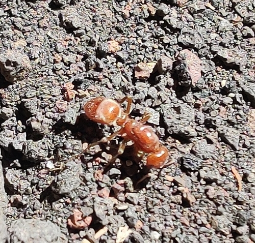 iNaturalist observation photo of Western Amazon Ant