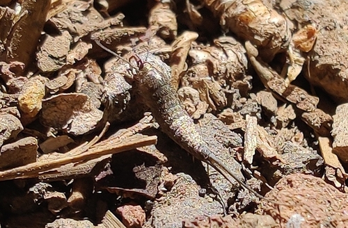 iNaturalist observation photo of Jumping Bristletails