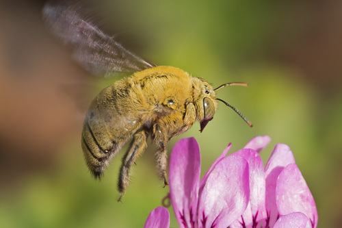 Pubescent Carpenter Bee