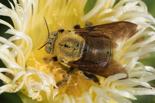 Pubescent Carpenter Bee