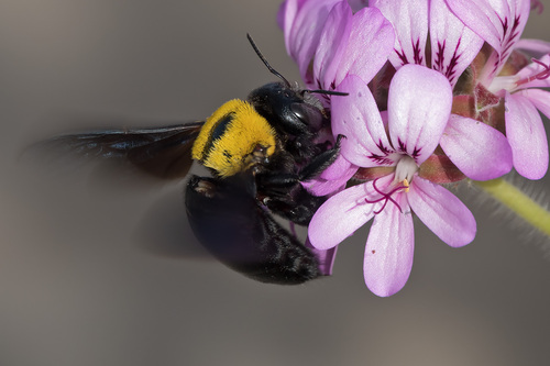 Pubescent Carpenter Bee