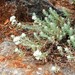 Teucrium lusitanicum - Photo (c) Francisco Barros, todos los derechos reservados, subido por Francisco Barros