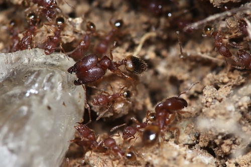 Pheidole rabo