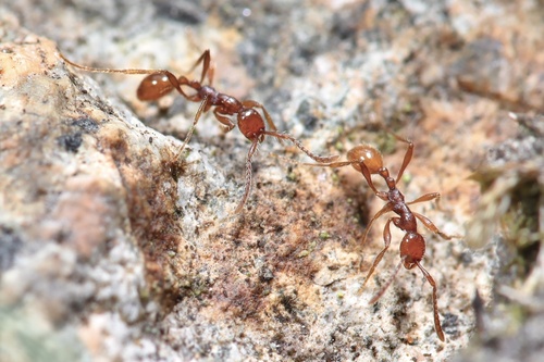 古田山双节行军蚁Aenictus gutianshanensis