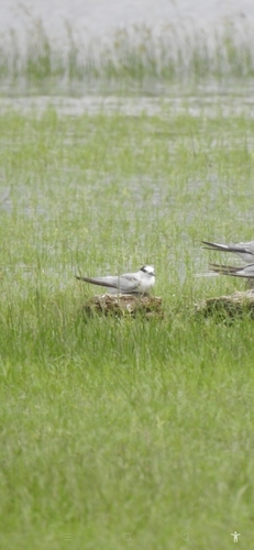 Little Tern
