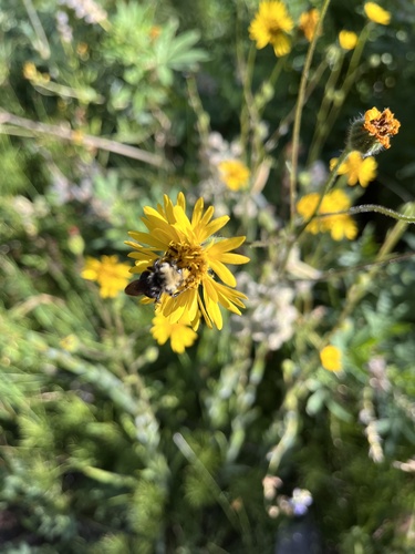 iNaturalist observation photo of Pyrobombus
