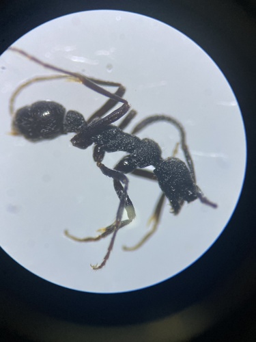 Simopelta paeminosaSimopelta paeminosa