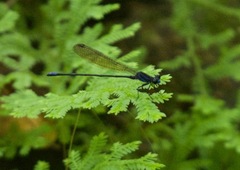 Argia oculata image