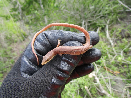 Smooth-headed Alligator Lizard