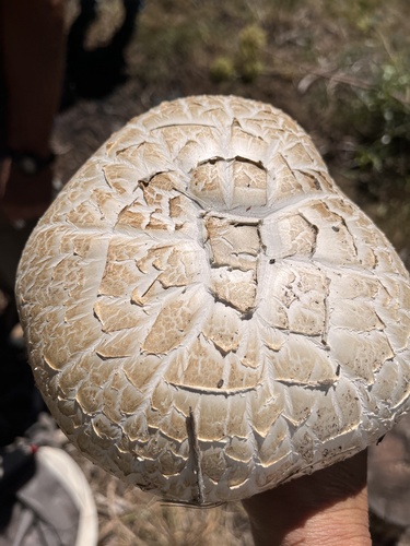 iNaturalist observation photo of Giant Sawgill